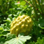 Loofah (Luffa Sponge Gourd) Seeds 15g