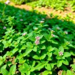 Mint Seeds 10g
