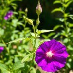 بذور الشاي الأزرق -50 بذرة