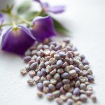 بذور الشاي الأزرق -50 بذرة