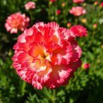 Carnation Seeds 1050