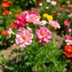 Carnation Seeds 1050