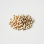 Carnation Seeds 1050