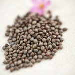 بذور وينكا 260 بذرة