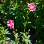 Sweet Pea Flower Seeds 5g