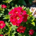 Petunia Seeds 7g