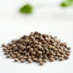 Petunia Seeds 7g