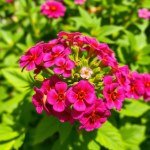 بذور زهور السنانير 3 جرام