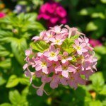 بذور ريحان 25جم