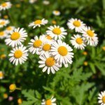 بذور البابونج - 4 جم