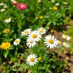 بذور البابونج - 4 جم