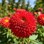 Chrysanthemum (Corn Marigold / Daisy) Seeds 3g