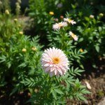 Chrysanthemum (Corn Marigold / Daisy) Seeds 3g