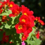 Nasturtium Seeds 5g