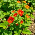 Nasturtium Seeds 5g