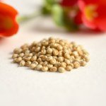 Nasturtium Seeds 5g