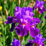 بذور زهور ايرس - 5جم