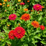 Seeds Flowers - 4 g