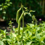 Seeds Flowers - 10 g