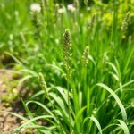 Seeds 1200 Seed