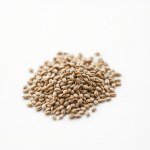 Seeds 1200 Seed