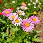 Marguerite Daisy Seeds 10g