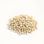 Marguerite Daisy Seeds 10g