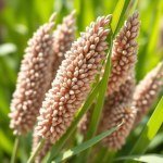 Flax Seed Oil 50ml