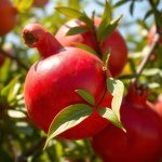Pomegranate Seed Oil 50ml