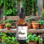 Licorice Oil 50ml