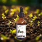 Licorice Oil 50ml