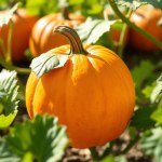 Pumpkin Seed Oil 50ml