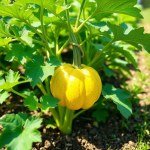 Pumpkin Seed Oil 50ml