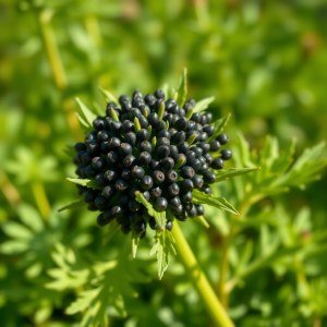 Black Seed Oil 100ml