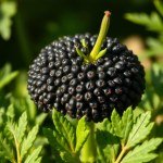 زيت حبة البركة 30 ملى