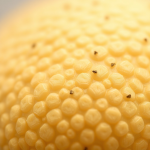بذور قثاء (Snake Melon) هجين F1 - عبوة 1000 بذرة من MAGSEEDS