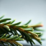 Rosemary Oil 50ml