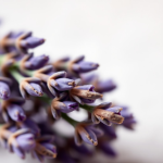 Lavender Oil 50ml