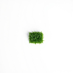 Twins Shadow Pro Lawn Grass Seeds