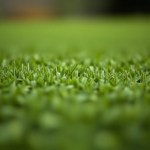 Twins Shadow Pro Lawn Grass Seeds