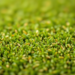 Gazon Lawn Grass Seeds 1 kg