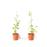 Plant Trellis String 50 m