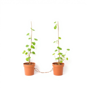 Plant Trellis String 50 m