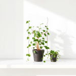 Plant Trellis String 50 m
