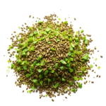 Alfalfa Microgreens Seeds 100 g