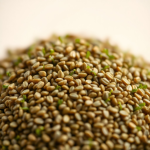Alfalfa Microgreens Seeds 100 g