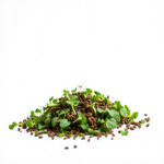 Broccoli Microgreens Seeds 10 g