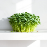 Broccoli Microgreens Seeds 10 g