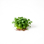 Chard Microgreens Seeds 60 g
