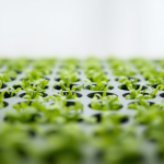 Microgreens Growing Trays (10 pcs)